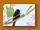 Bindennektarvogel | Mariqua Sunbird | Cinnyris mariquensis