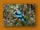Senegalliest| Woodland Kingfisher| Halcyon senegalensis