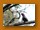 Purpurmasken-Bartvogel| Black-billed Barbet| Lybius guifsobalito