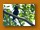 Silberwangen-Hornvogel| Silvery-cheeked Hornbill| Bycanistes brevis
