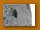 Graubrustspecht| Grey(-headed) Woodpecker| Dendropicos g. spodocephalus