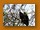 Schreiseeadler| African Fish Eagle| Haliaeetus vocifer