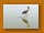 Nimmersatt| Yellow-billed Stork| Mycteria ibis