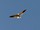 Gleitaar | Black-winged Kite | Elanus caeruleus