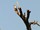 Halsband-Zwergfalke | African Pygmy Falcon | Polihierax semitorquatus