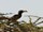 Grautoko | African Grey Hornbill | Tockus nasutus