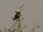 Rüppellwürger | White-rumped Shrike | Eurocephalus rueppelli