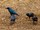 Grünschwanz-Glanzstar| Greater Blue-eared Starling| Lamprotornis chalybaeus