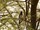 Graubülbül | Common Bulbul | Pycnonotus barbatus schoanus