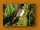 Graubülbül | Common Bulbul | Pycnonotus tricolor spurius
