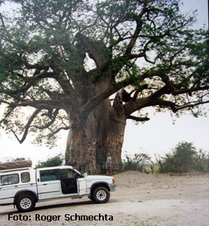 Unser Geländeauto vor einem Baobab