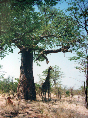 Giraffen vor einem Baobab