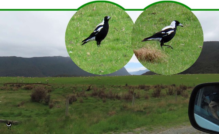 Makipai – Gymnorhina tibicen – Flötenkrähenstar – Australian magpie