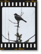 Ringdrossel (Turdus torquatus) Ringdrossel (Turdus torquatus)